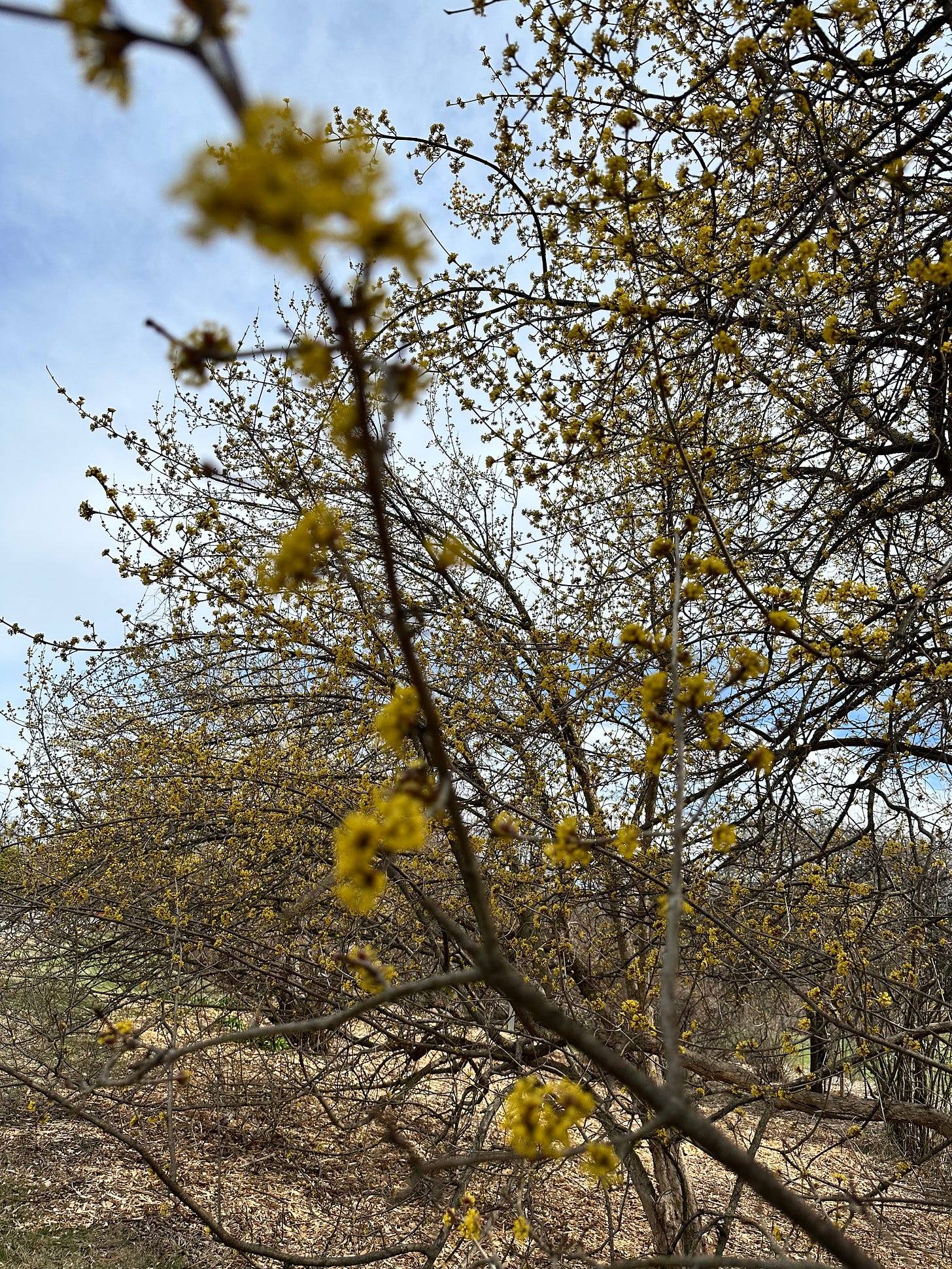 bush with tiny yellow flowers against a blue sky with some clouds