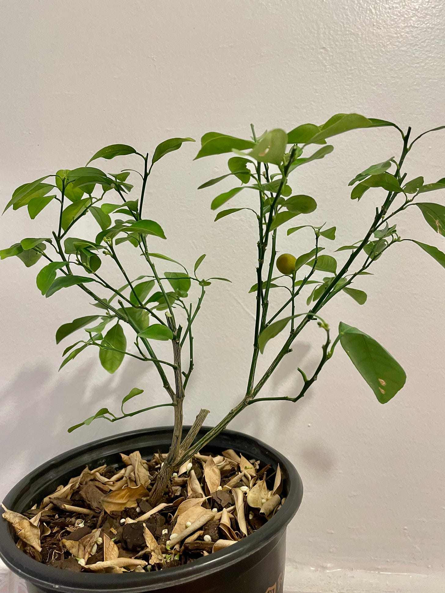 ID: Photo of the same calamansi tree, pruned back severely to a broom-like shape.