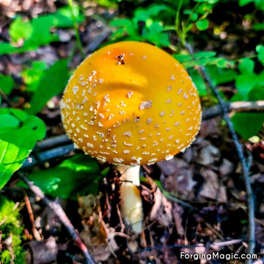Fly Agaric Mushroom Fly Agaric Mushroom