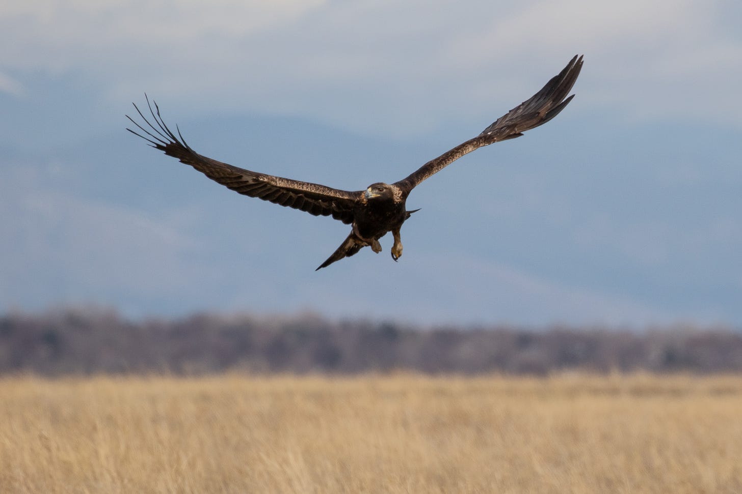a large brown eagle with a gold nape and yellow feet and beak flying with wings outstretched and held in a slight v, flying toward the camera with its legs down and its head turned to the viewer's left. it is flying over an expansive grassland with a short brown ridge blurred in the background and mountains even blurrier in the far background.