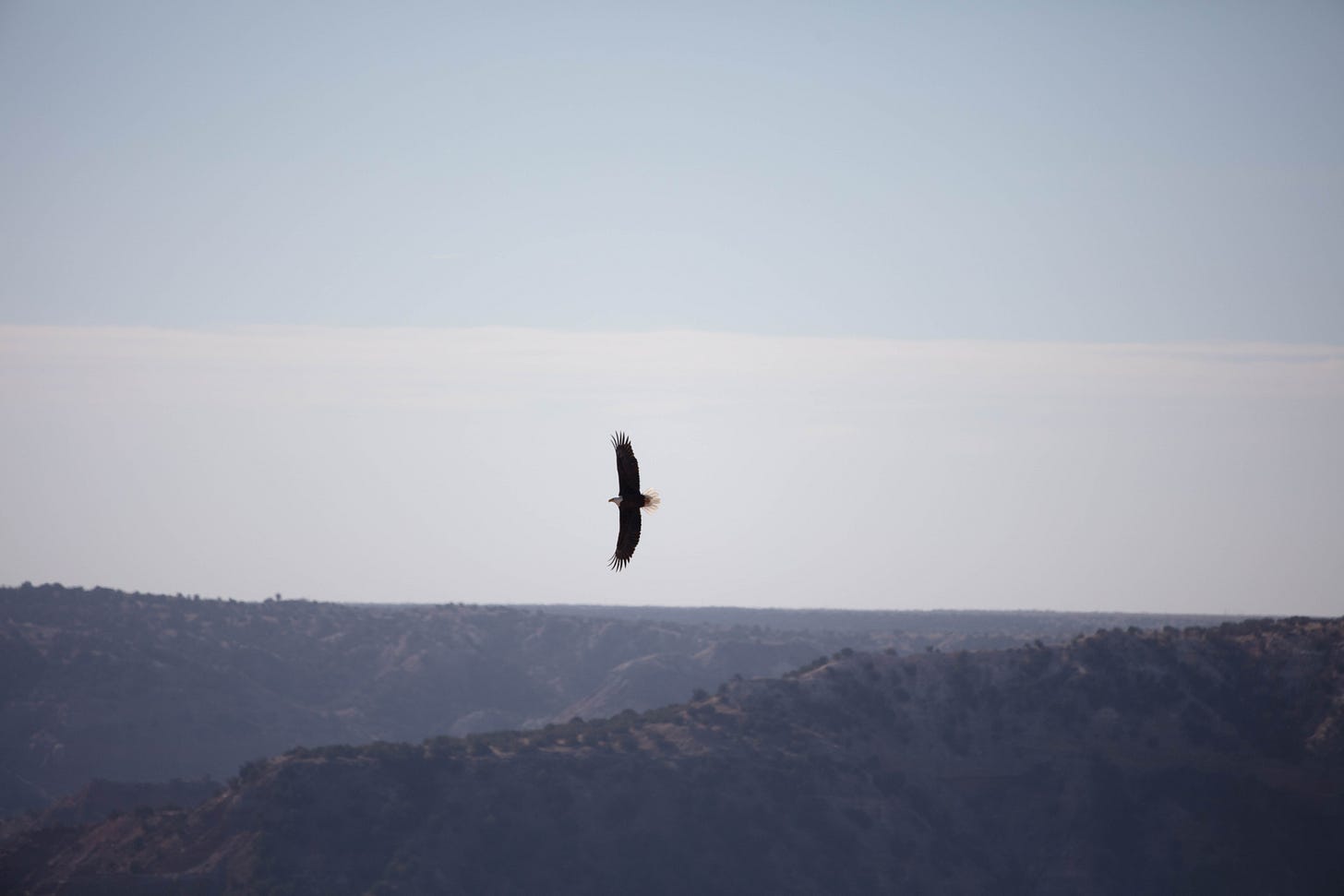 A photo of a moderately distant bald eagle flying through pale blue sky, over the walls of the canyon which in this photo are dark, mostly silhouettes.