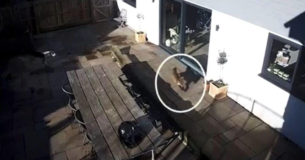 Norfolk police charge three men over viral footage hunting incident