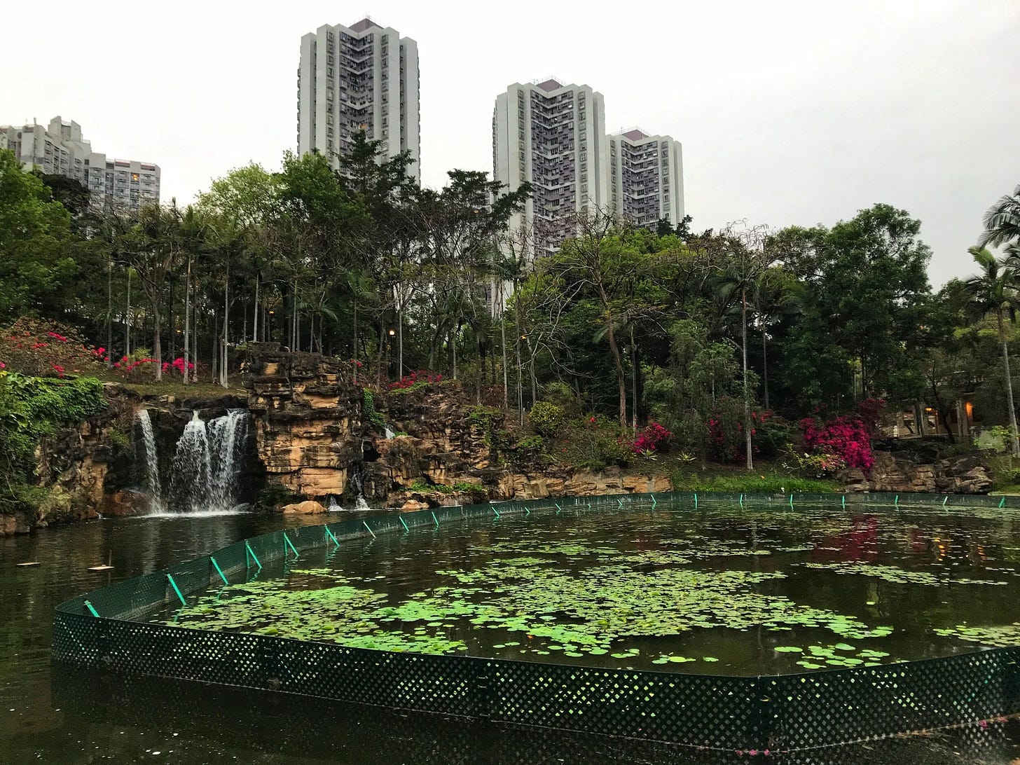 Waterlilies at Tsing Yi Park Waterlilies at Tsing Yi Park