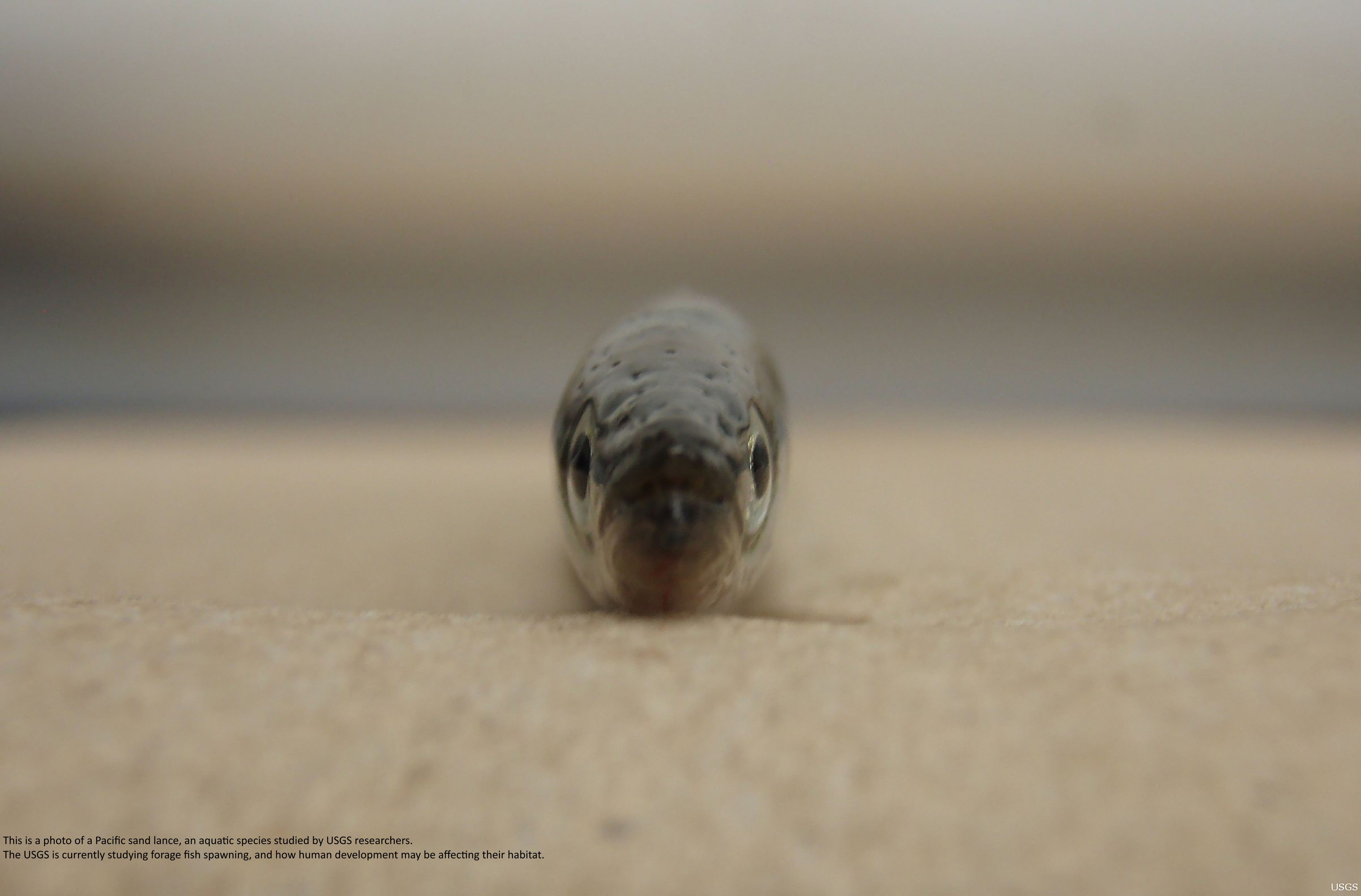 EarthStuff - Aquatic Disease And Pathogen Repository (Aquadepth) To Track, Evaluate, And Ultimately Predict Aquatic Disease Outbreaks Across The Nation [inc. spatial, USA]