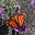 Holly Winfree's avatar