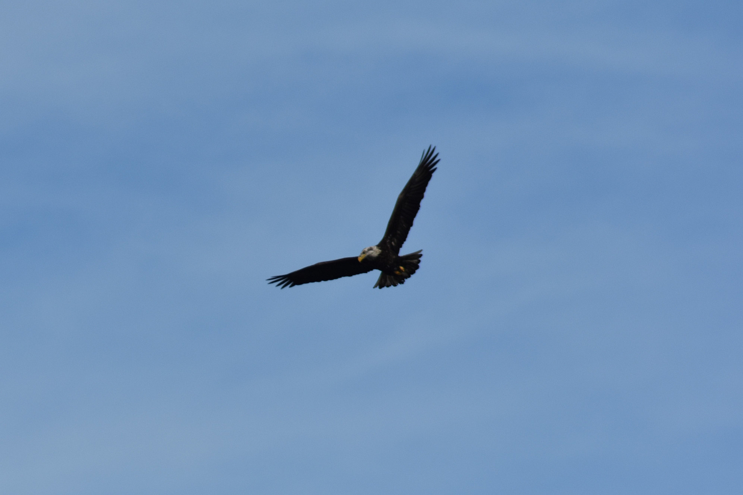 Immature Bald Eagle