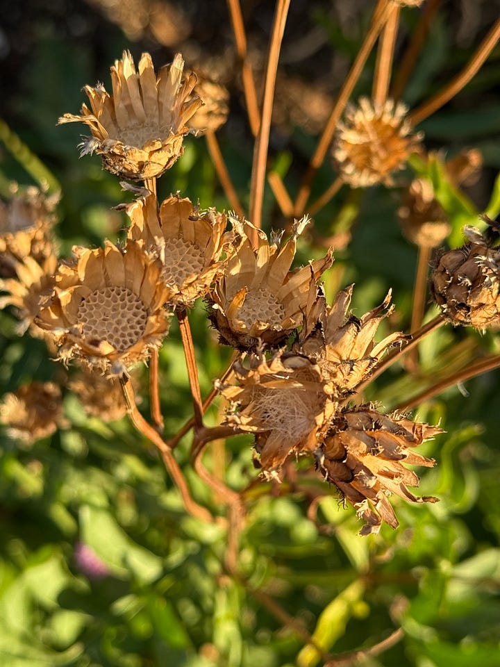 Image of dried flowerhead in the sunshine