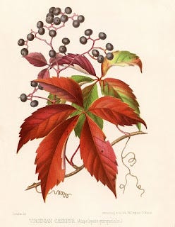 Show 274: Virginia Creeper and Kudzu