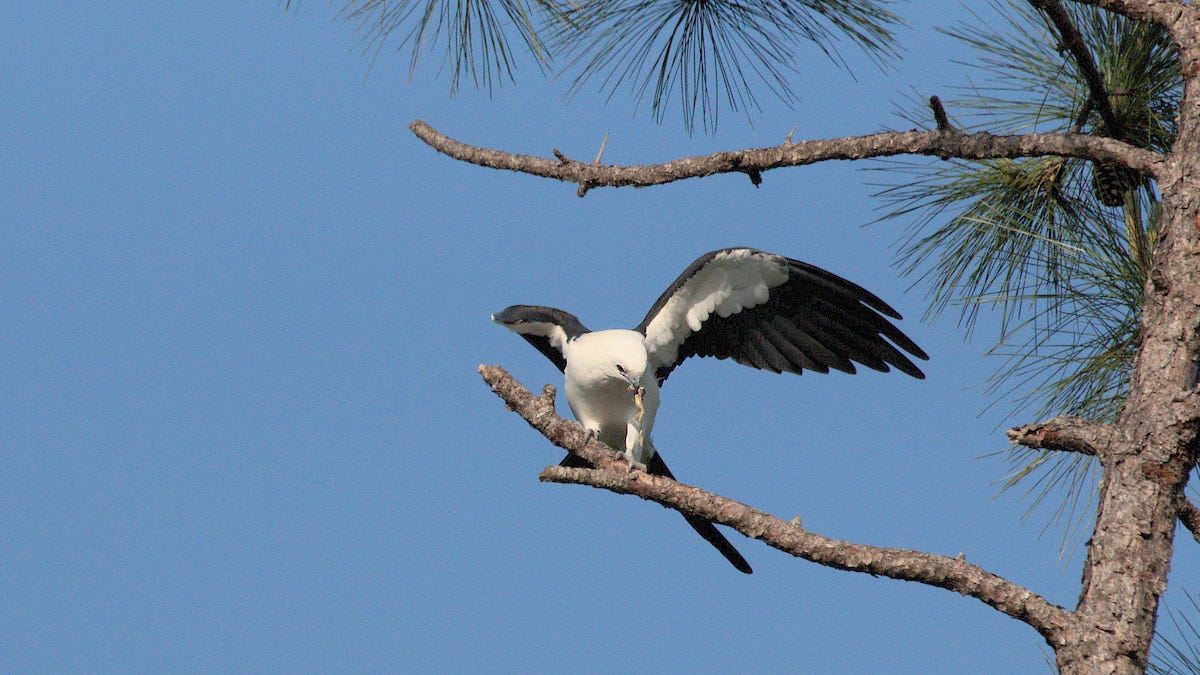 Beautiful Raptors Raptors 101 - Birding University