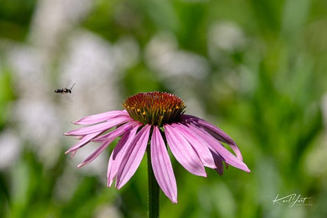 flowers with various insects on them or approaching