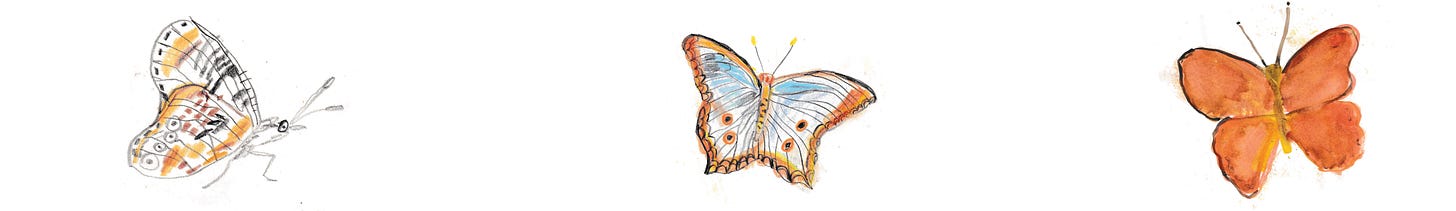 butterflies and moth illustrations