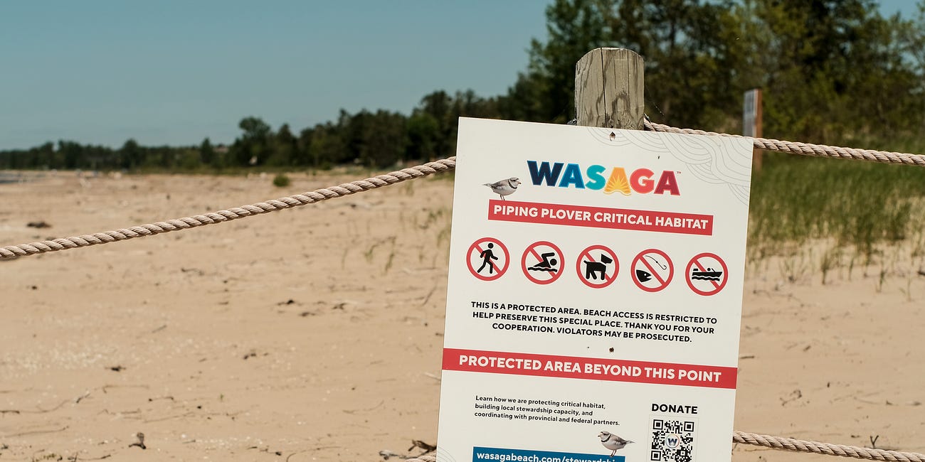 Wasaga Beach says it will refrain from raking, construction in Piping Plover habitat until Oct. 31