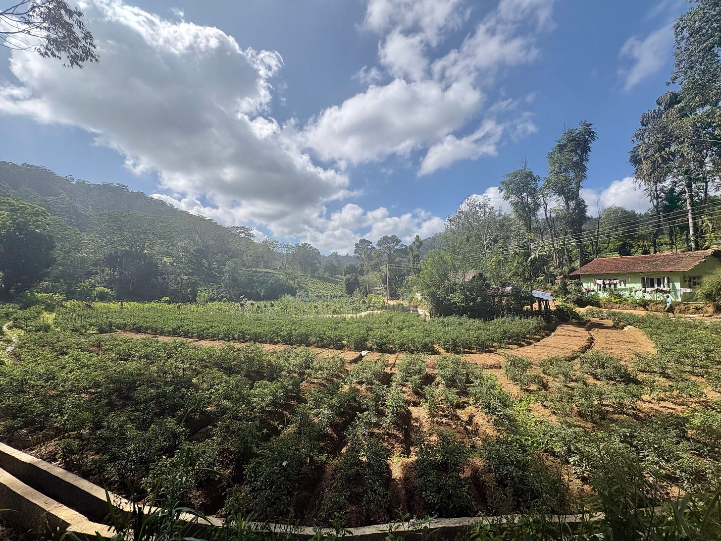 Tea plantation at the foot of Ella Rock, Sri Lanka,