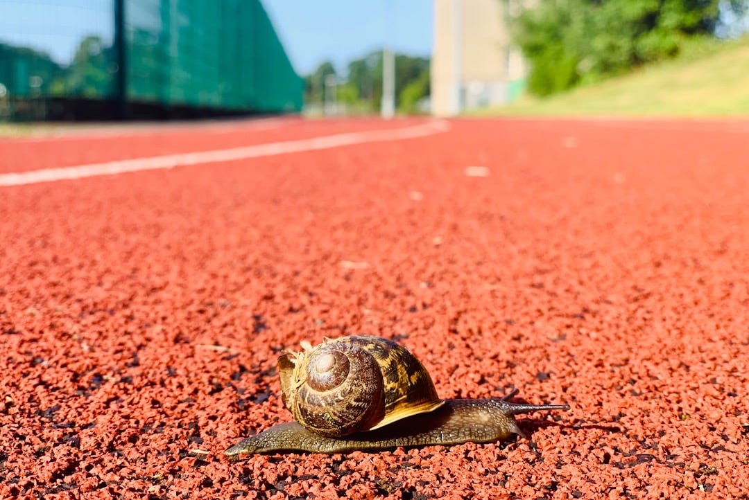 brown and black snail on brown soil