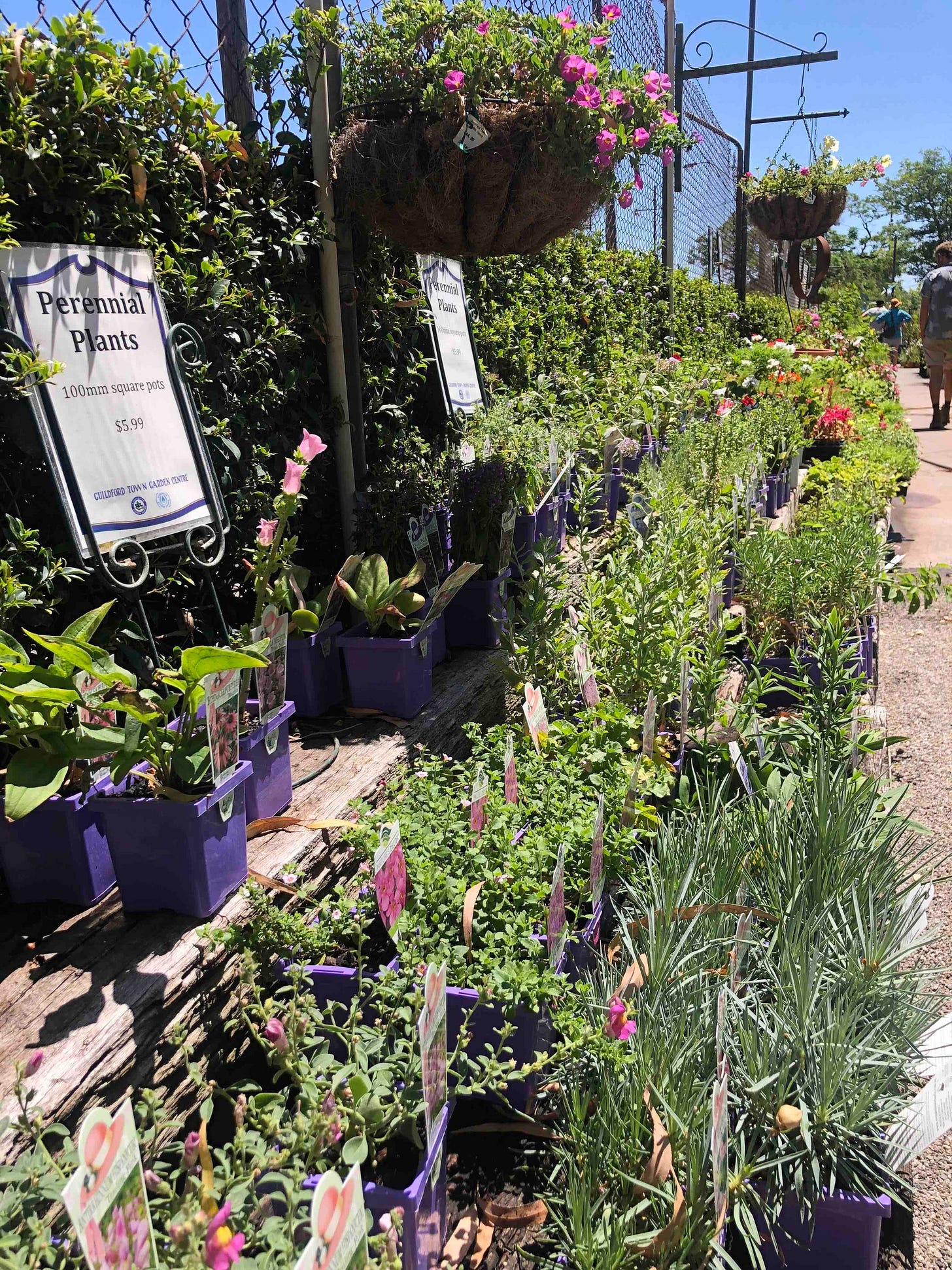 Guildford Garden Centre has a great collection of perennials