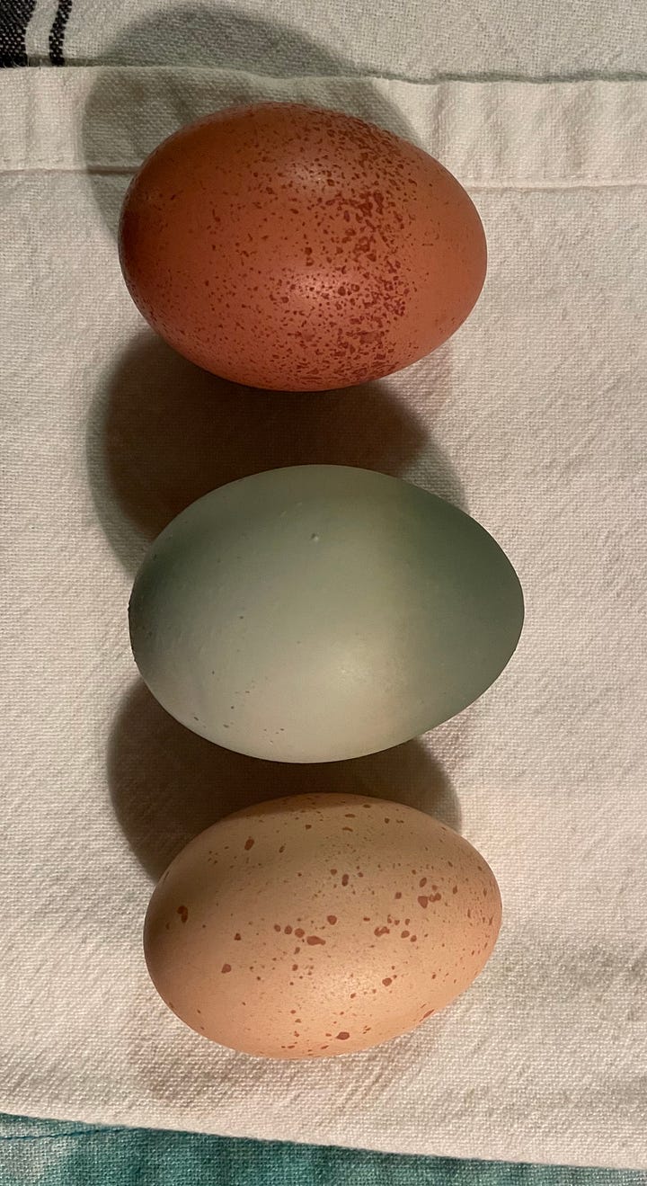 Large blue-green ombré colored chicken egg