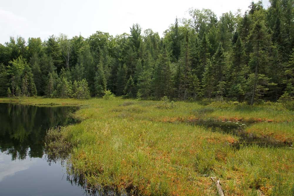 Floating Bog Floating Bog