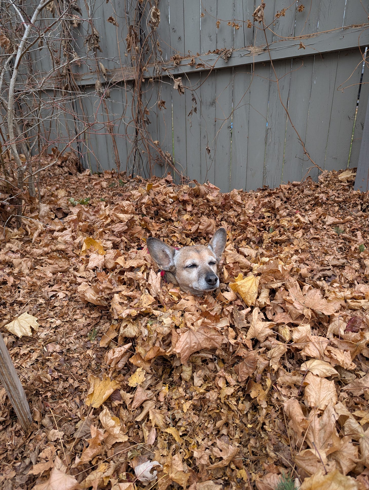 A photo of a pile of autumn leaves, with a dog sleeping in them, only his head is visible because he has buried himself almost all the way. A photo of a pile of autumn leaves, with a dog sleeping in them, only his head is visible because he has buried himself almost all the way.