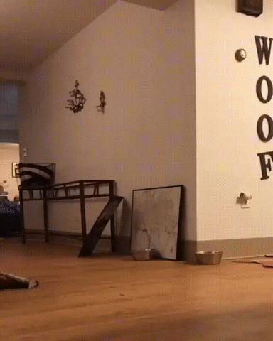 Dog Omg GIF by JustViral Dog Omg GIF by JustViral
