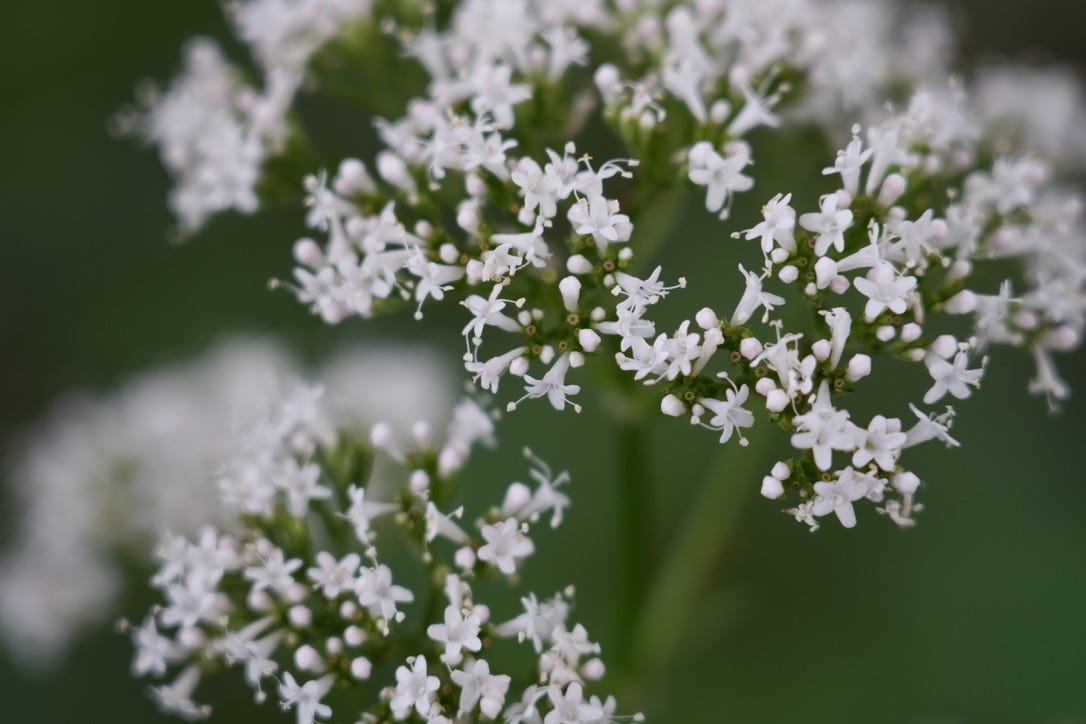 Valeriana officinalis | wild valerian Valeriana officinalis | wild valerian
