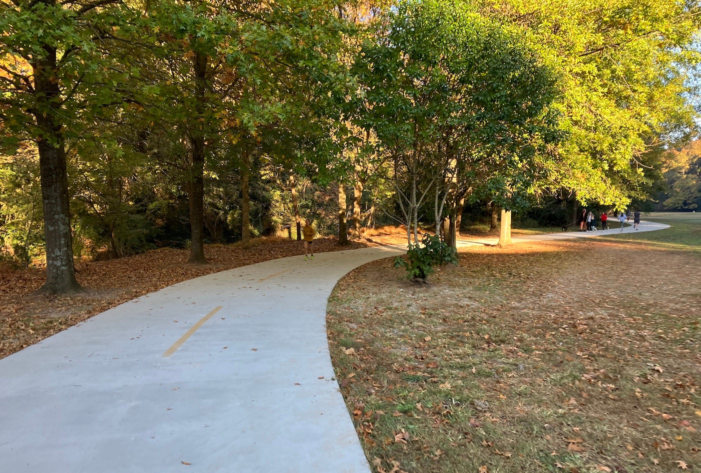 Large tree overhanging the concrete trail