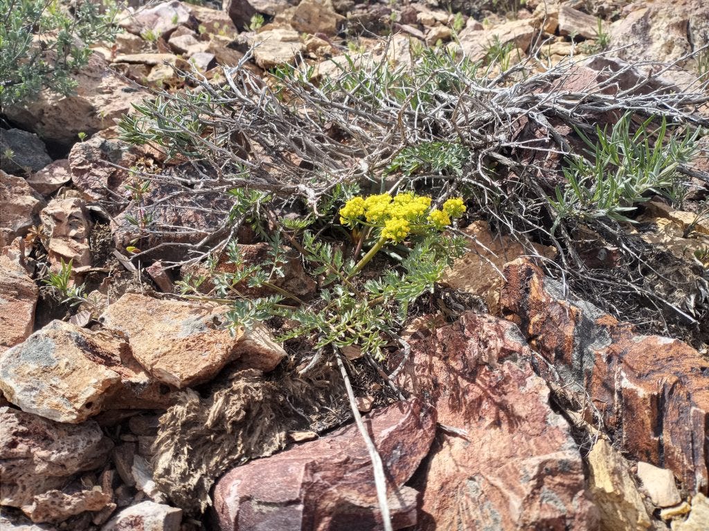 Photo 12c: Lomatium vaginatum in basalt scree