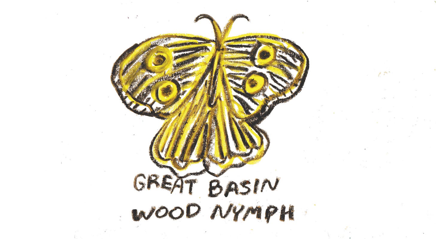 great basin wood nymph moth illustration by Beth Spencer great basin wood nymph moth illustration by Beth Spencer