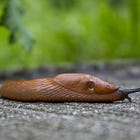 'Week 1' of St Louis de Montfort's Total Consecration preparation (Prayers, practices and reading)