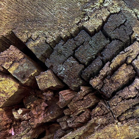 close up views of redwood tree bark and clover