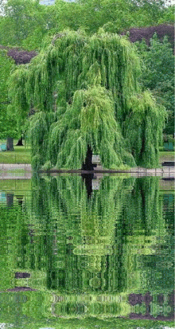 This may contain: a green tree is reflected in the water