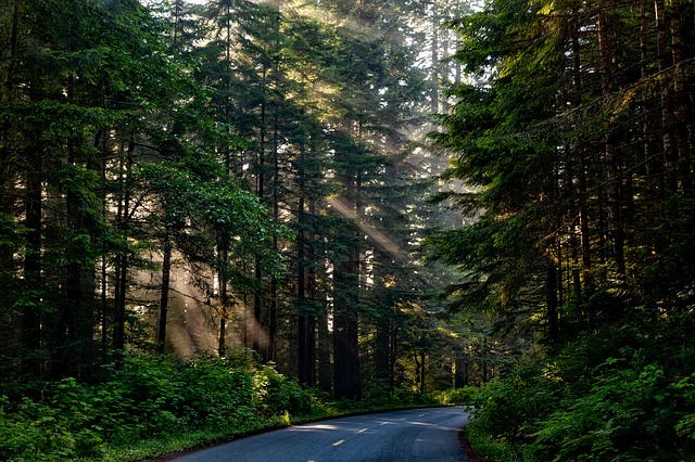 I went into the redwoods ... I went into the redwoods ...