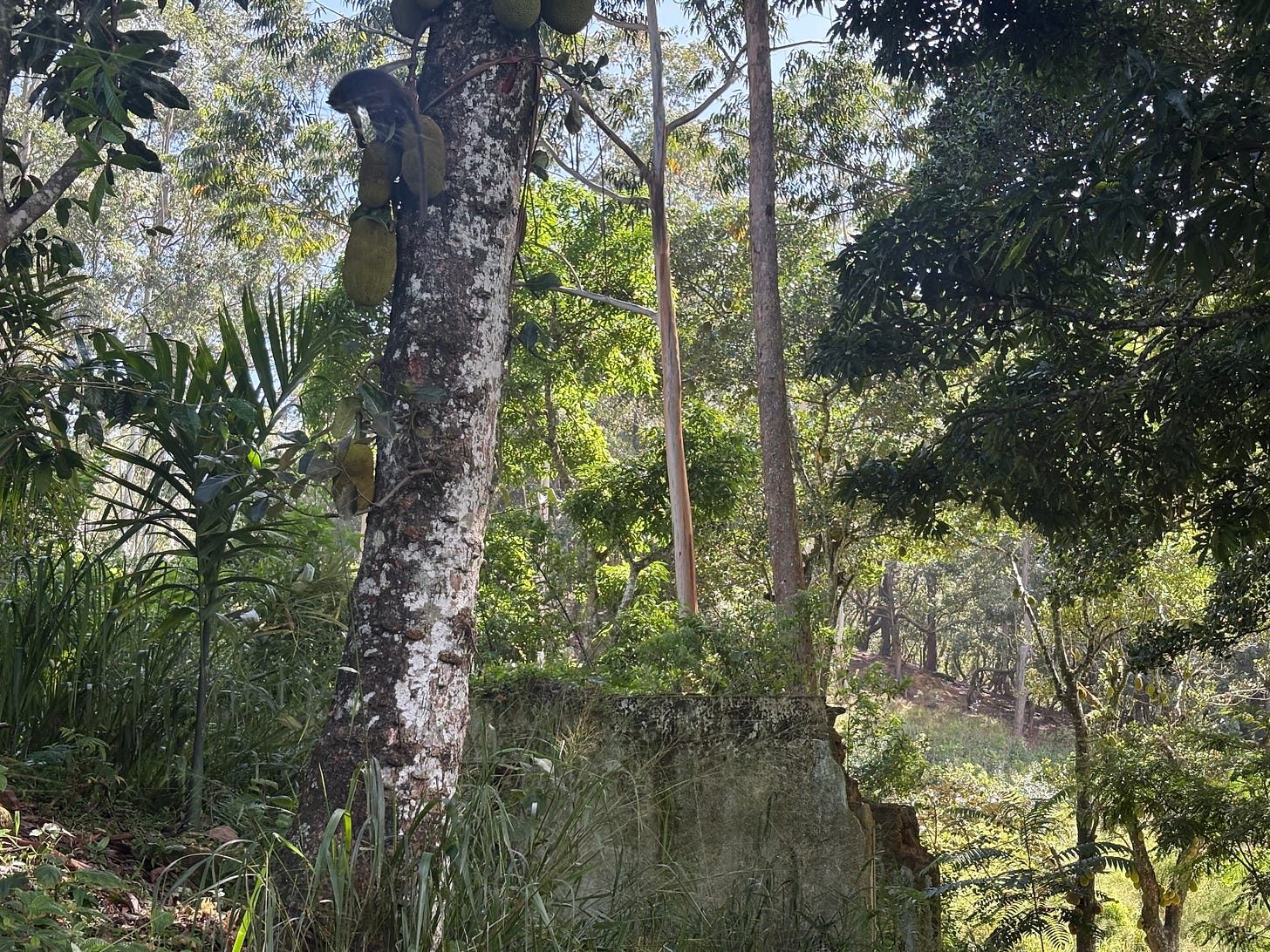Eucalyptus forest on slopes of Ella Rock, Sri Lanka.