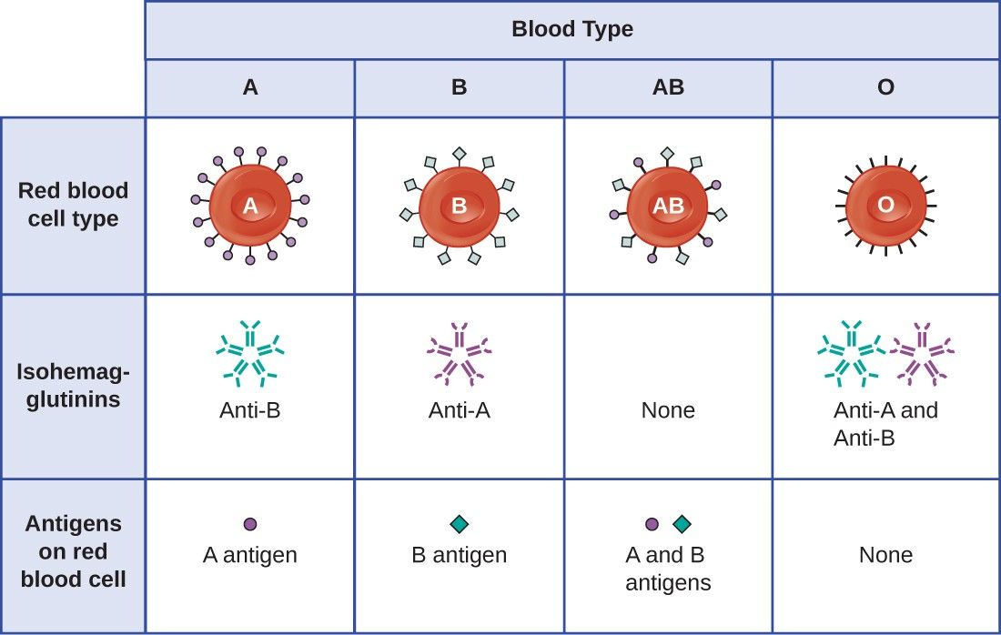 Hypersensitivities | Microbiology Hypersensitivities | Microbiology