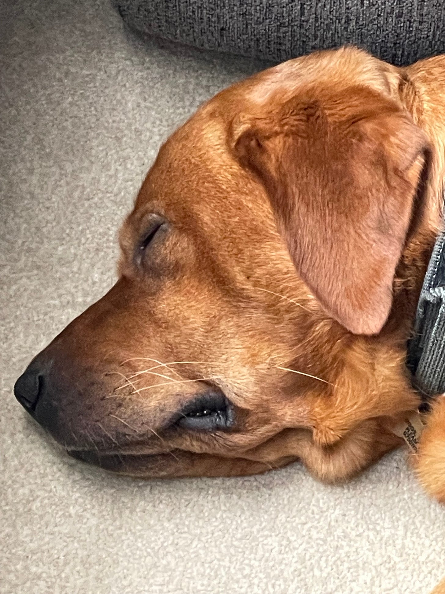 Sleepy dog