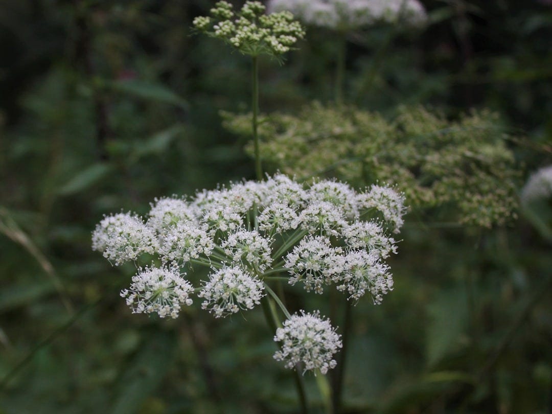 a close up of a flower