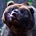 BearlyLegible's avatar