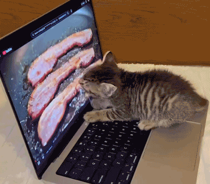 A kitten trying to eat a picture of bacon from a laptop screen.