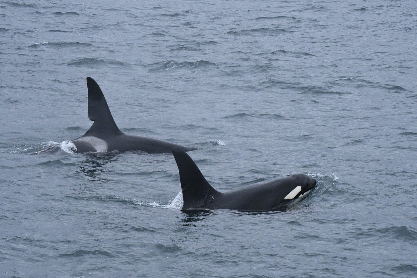 Bumper year for John Coe and Aquarius — Hebridean Whale & Dolphin Trust