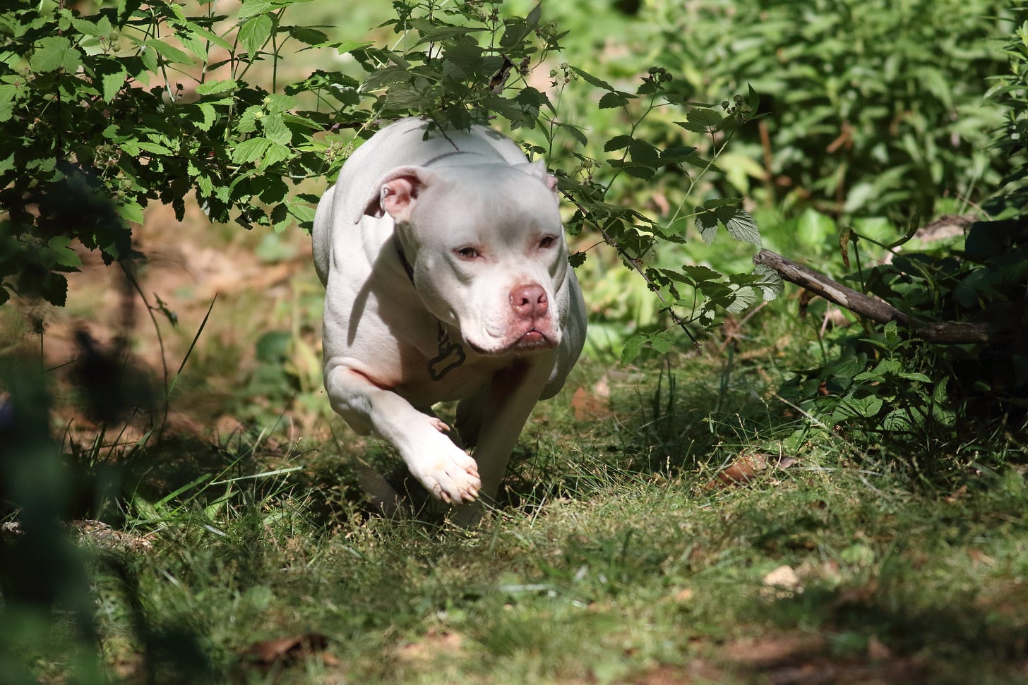 Valentine, a muscular white pitbull with pink nose, ears, and a wash of pink around the inner corners of her brown eyes, photographed mid-stride while running toward the camera, under an arcing branch of leafy raspberry vine. One front paw is lifted off the ground as she ducks under the branch. Sunlight filters through the foliage above, illuminating her focused expression. The background is a mix of sun-dappled grass, garden vegetation and shadows, and the thick, wild growth of the brambles.