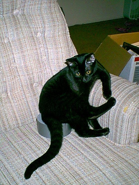 Gizmo_Chair_Tape