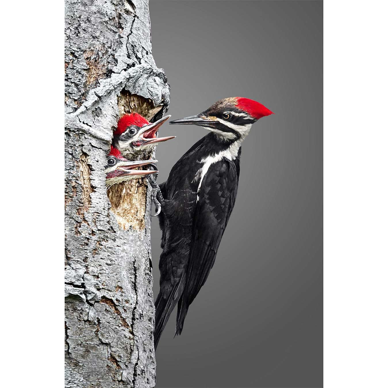 Pileated Woodpecker Family by CJ Hockett