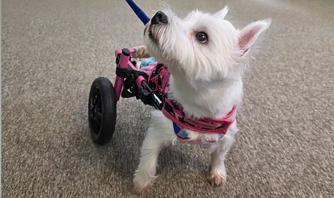 Independent The Willows school for autistic children