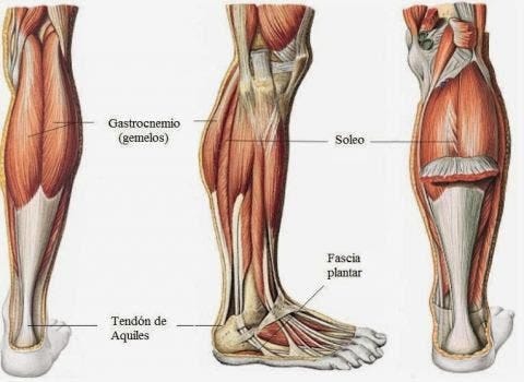 gastrocnemio musculatura ejercicios para piernas en casa