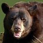 problembear's avatar