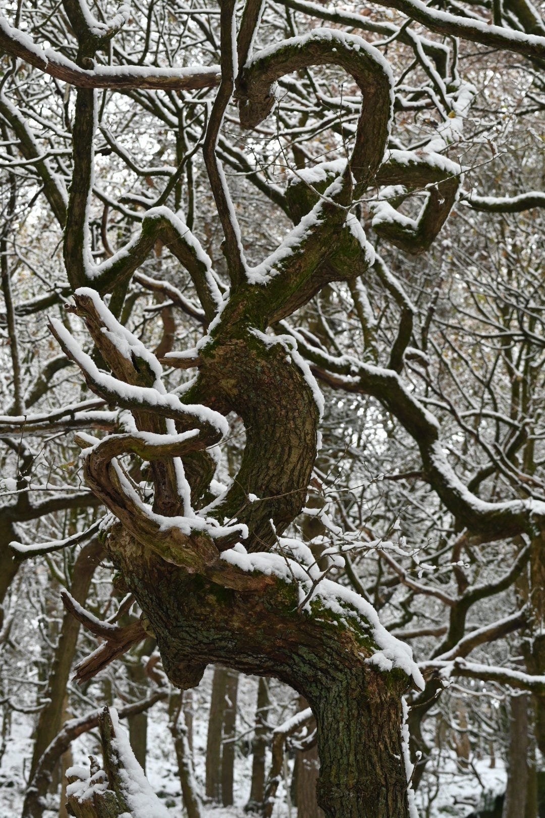 twisty oak in foul scout woods, hardcastle crags