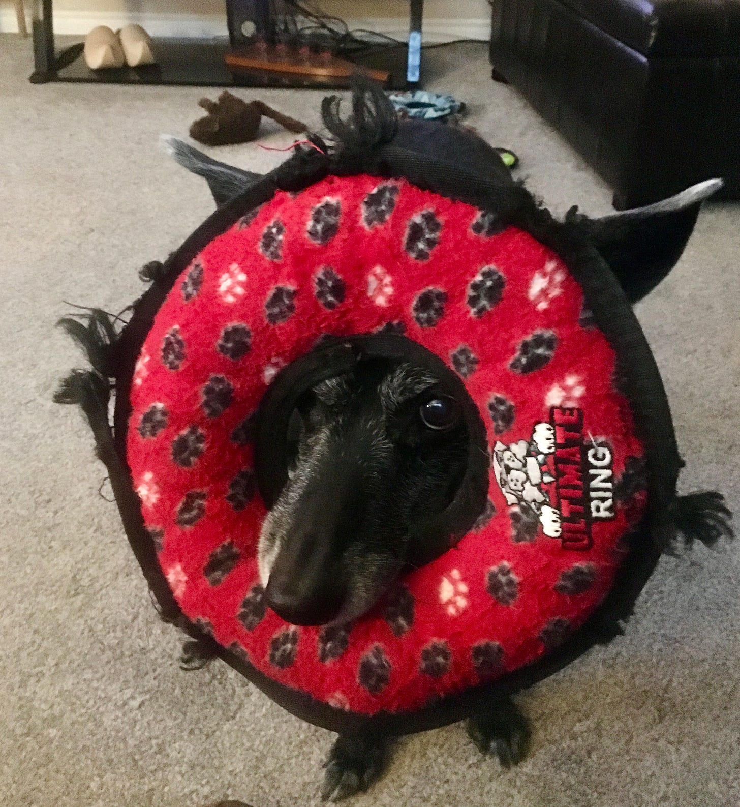 A black dog presents a red-ring plush toy for our nightly playtime.