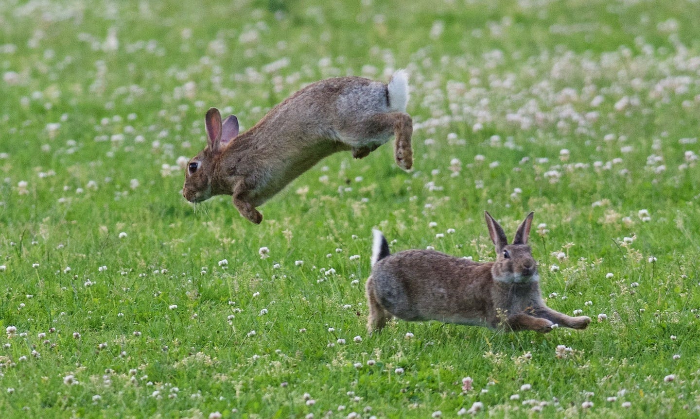 All about the Eastern Cottontail Rabbit