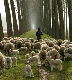 Trust the Shepherd