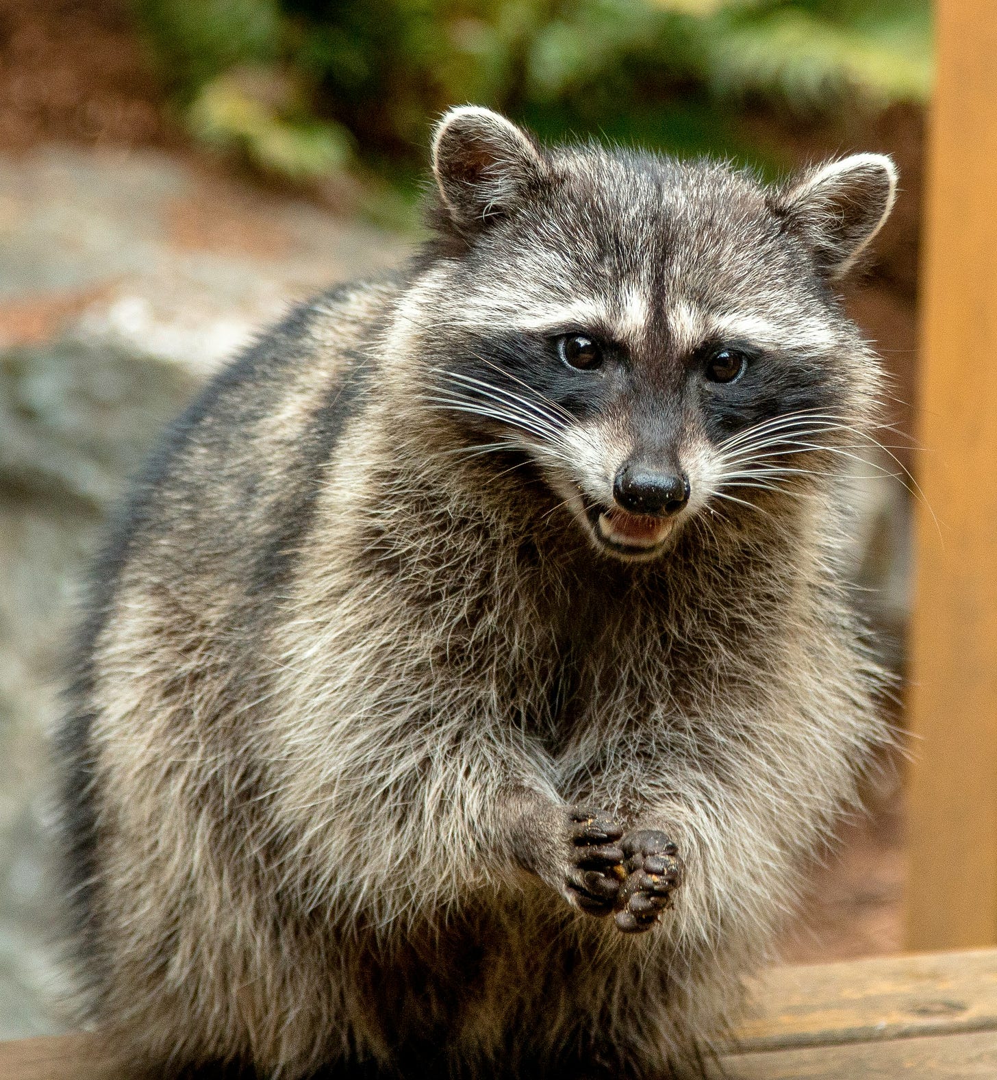 A raccoon leaning forward, paws extended and mouth open, as if about to mansplain during a meeting