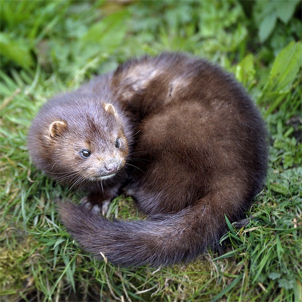 a brown fuzzy mink narrowing a pair of dark suspicious-looking eyes and looking angry.